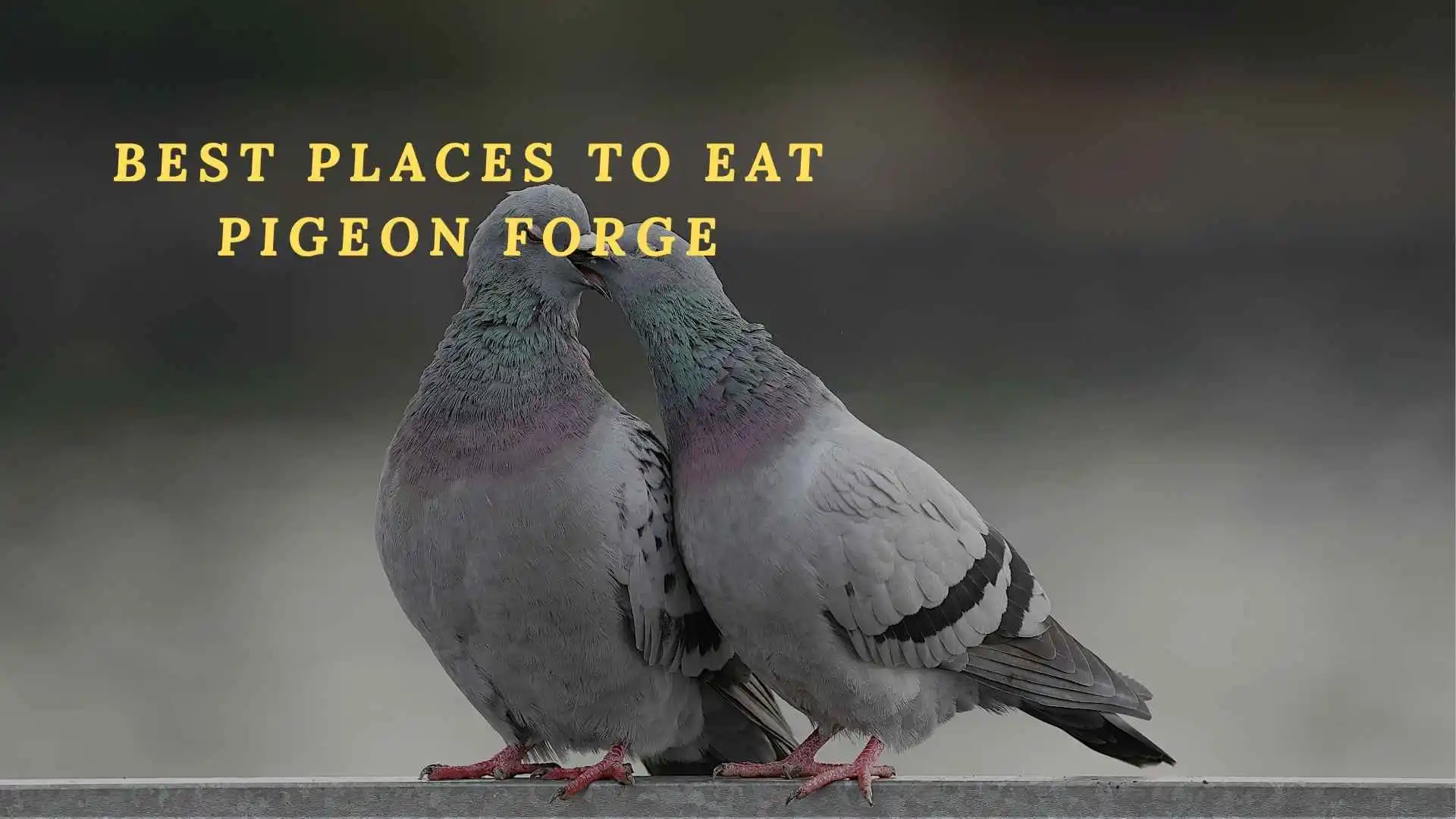 227+ The Ultimate Guide to the Best Places to Eat in Pigeon Forge